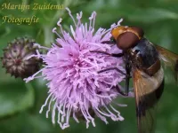 Witte Reus [Volucella pellucens]